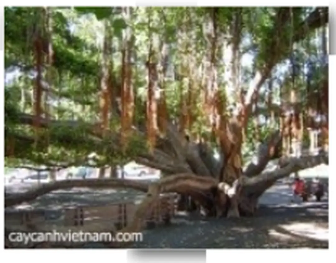 H.4, 5: hình cận cảnh cho thấy lằn sưng phù dưới 2 nhánh mồi. Chỗ mặt cắt cũ ở hình 4 sẽ  dần dần bị mục thành bộng cây trong tương lai.