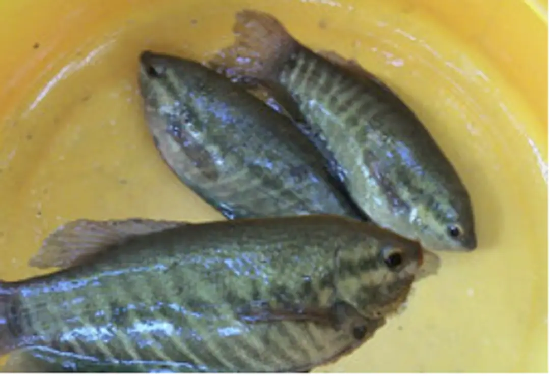 Hình 1: Cá sặc rằn với một số kích cỡ khác nhau  2.1.2    Thành phần dinh dưỡng  