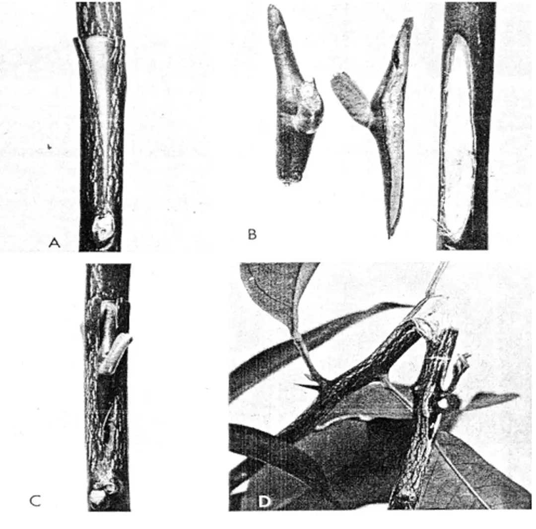 Hình 11: Ghép ch ữ T 