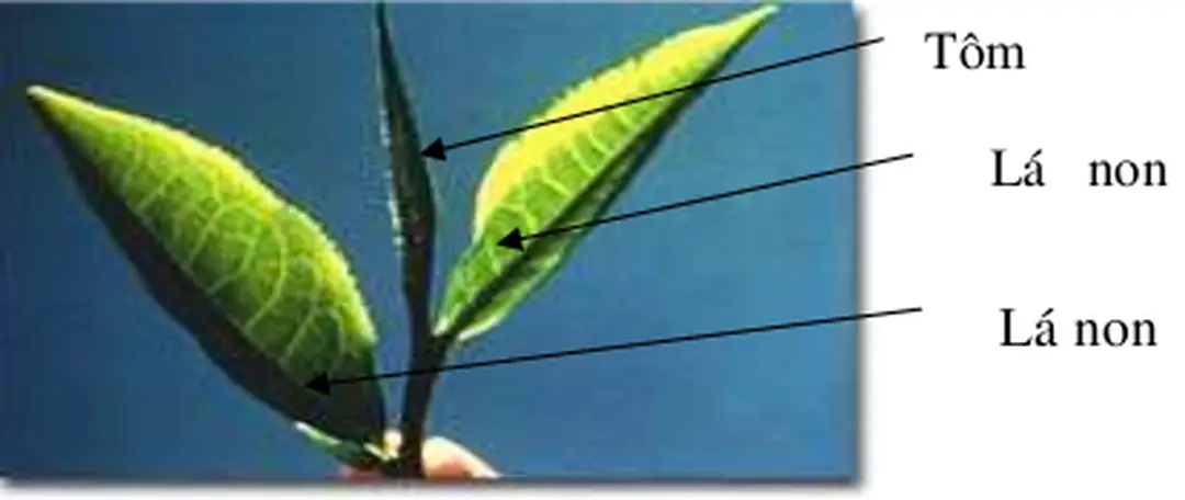 Hình 2.1: Búp chè 1 tôm và 2 lá non. 