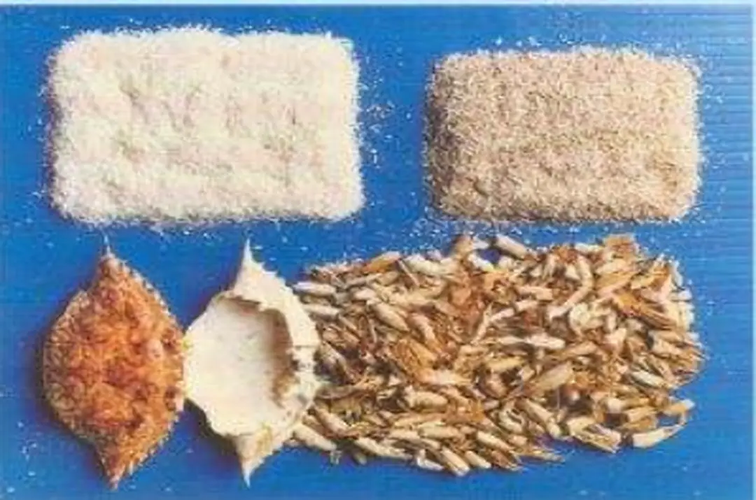 Hình 4. Vỏ của các loài giáp xác 