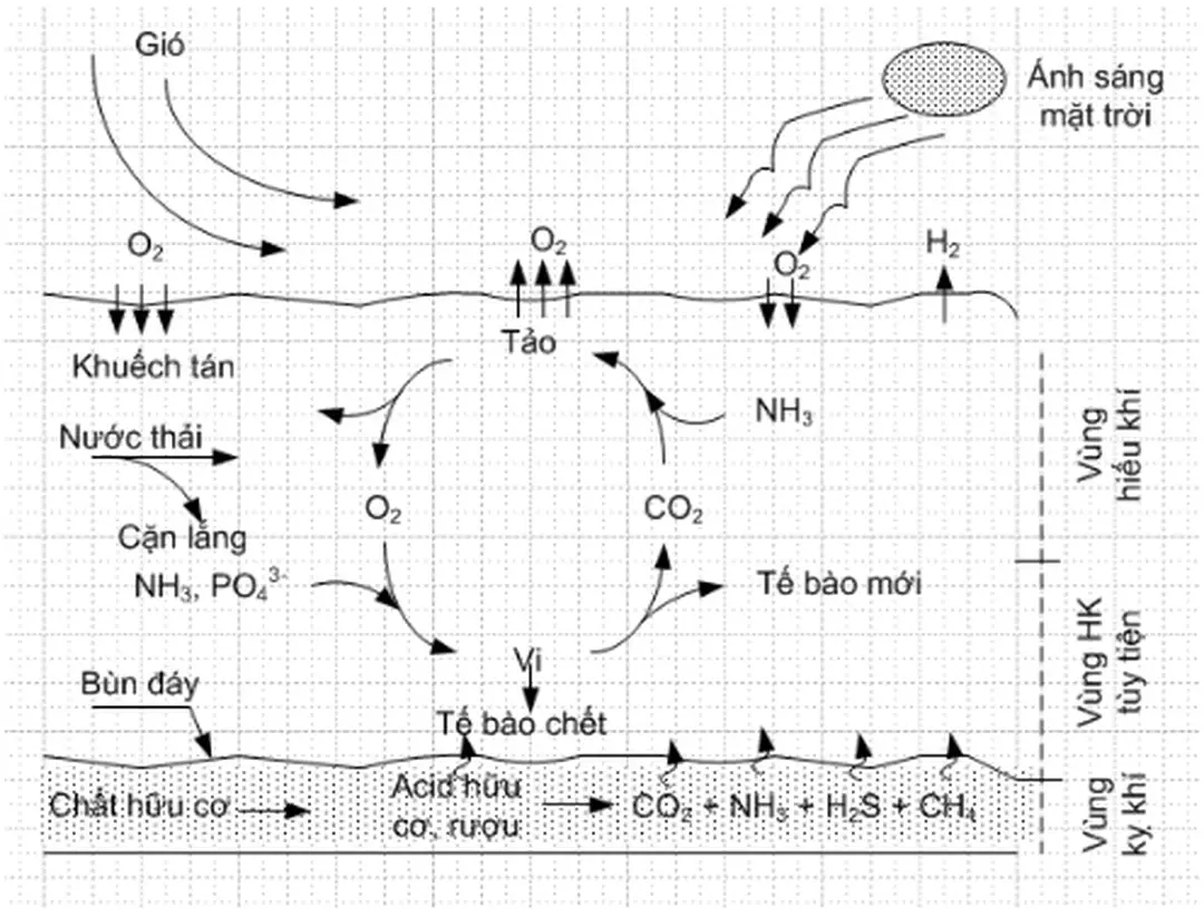 Hình 2. 6 Sơ đồ hoạt động của hồ sinh vật 