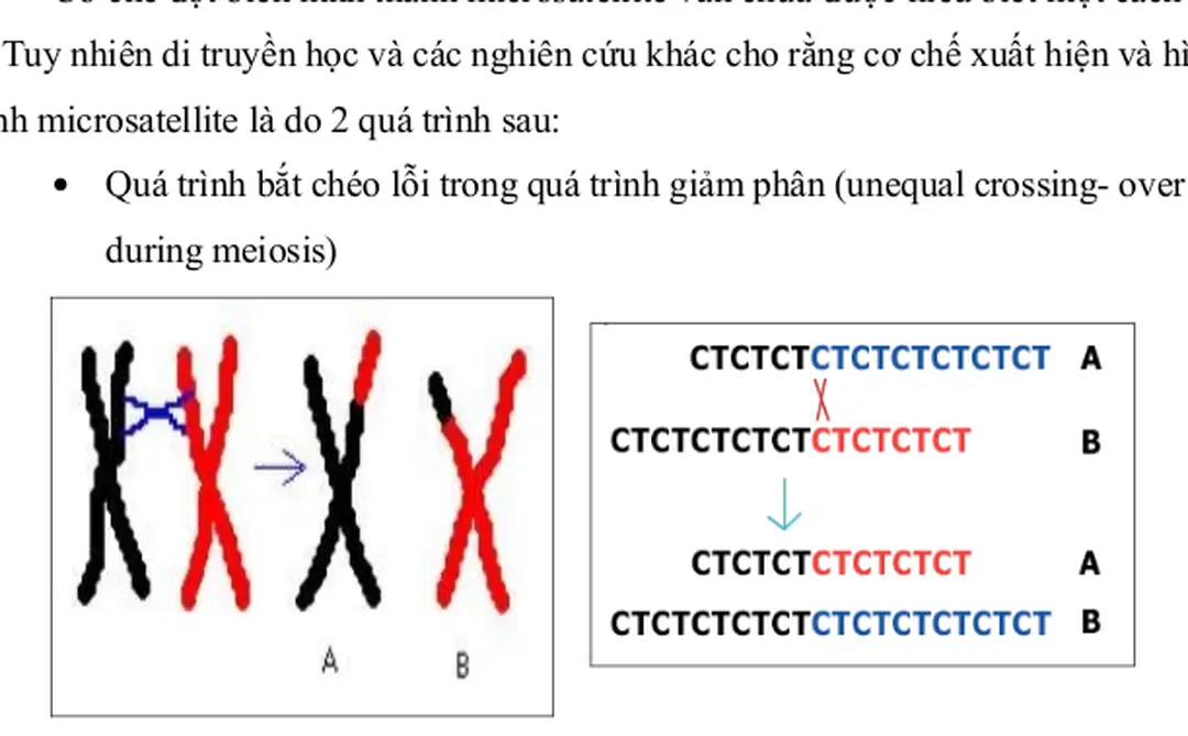 Hình 2.4: Cơ chế bắt chéo lỗi trong giảm phân