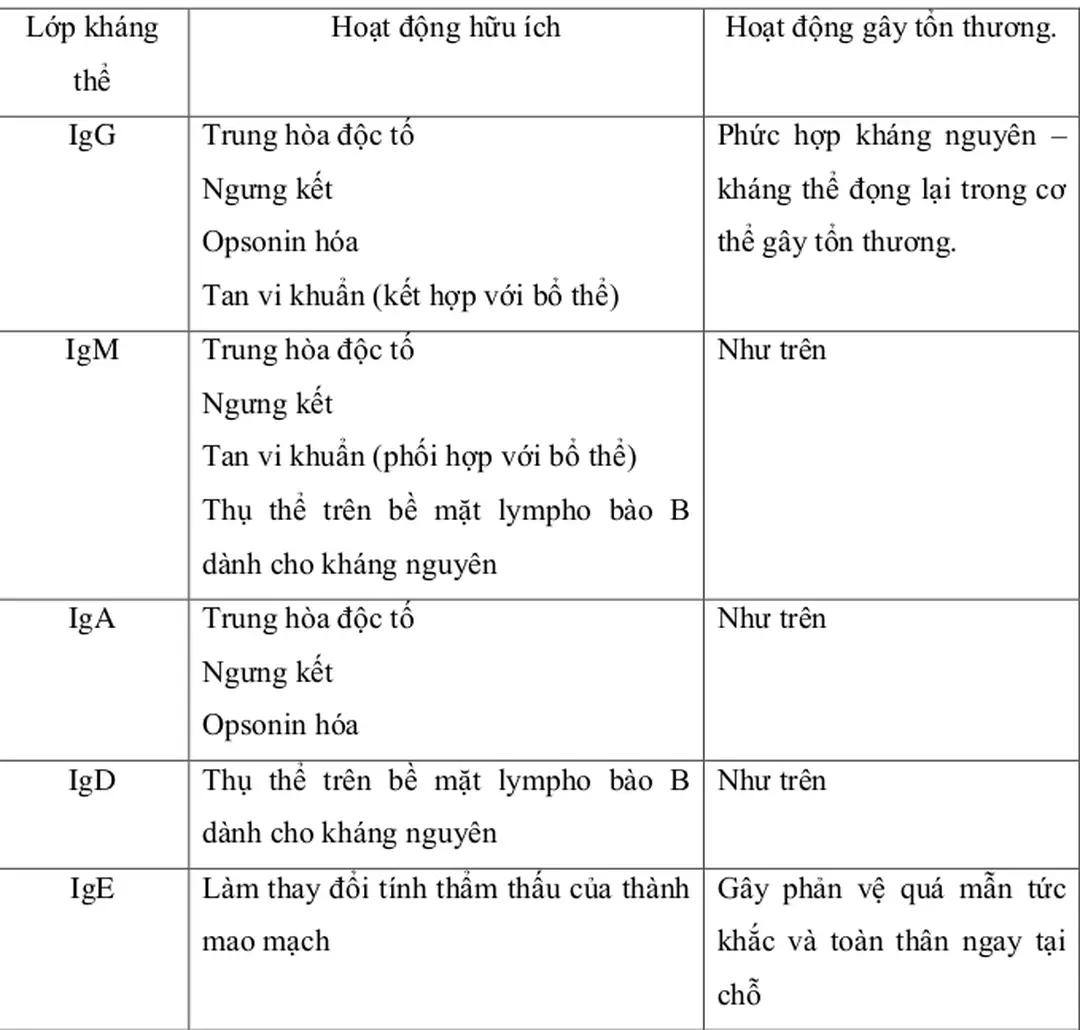 Bảng 2.3 : Chức năng sinh học của 5 lớp Ig 