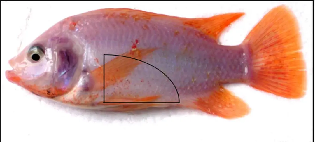 Hình 3.1 : Đường cắt giải phẫu xoang cơ thể cá. 