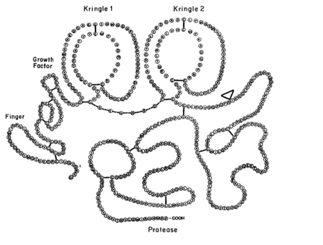 Hình 1.3. Cấu trúc h-tPA [38] 