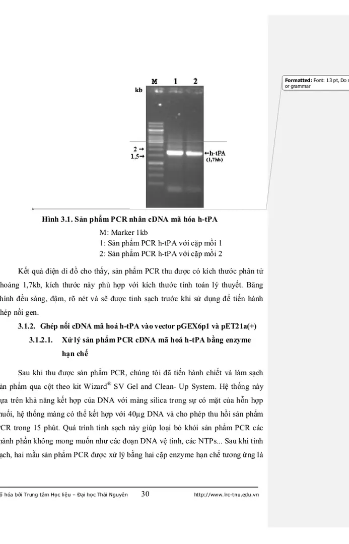 Hình 3.1. Sản phẩm PCR nhân cDNA mã hóa h-tPA 