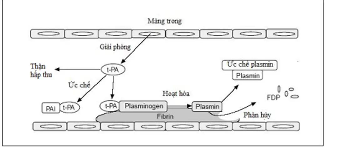 Hình 1.4. Quá trình phân hủy huyết khối [9] 
