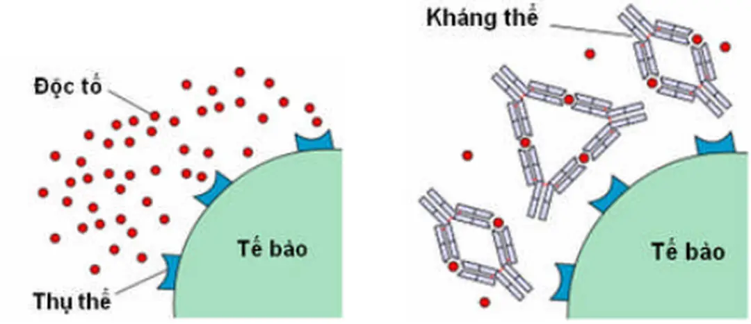 Hình 2.26. Cơ chế chống độc tố của kháng thể