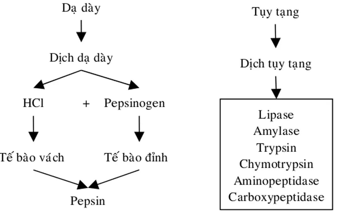 Hình 2.2. Một số enzyme trong hệ tiêu hóa của động vật