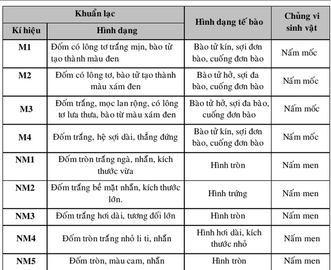Bảng 4.3: Định lượng vi sinh vật có trong bánh men rượu Bầu Đá