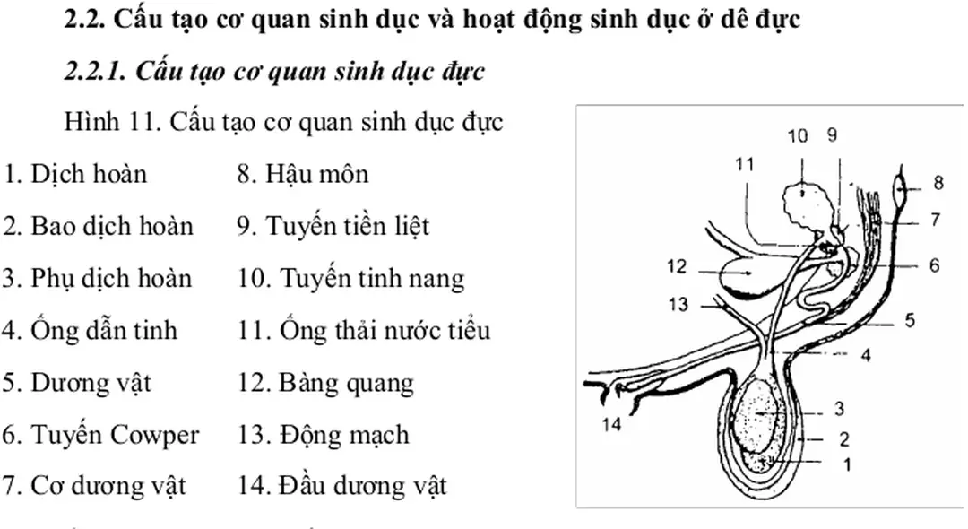 Hình 11. Cấu tạo cơ quan sinh dục đực  1. Dịch hoàn    8. Hậu môn 
