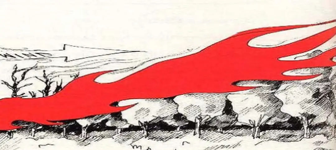 Hình 2. Cháy tán diễn ra với ngọn lửa lan nhanh trên tán rừng 