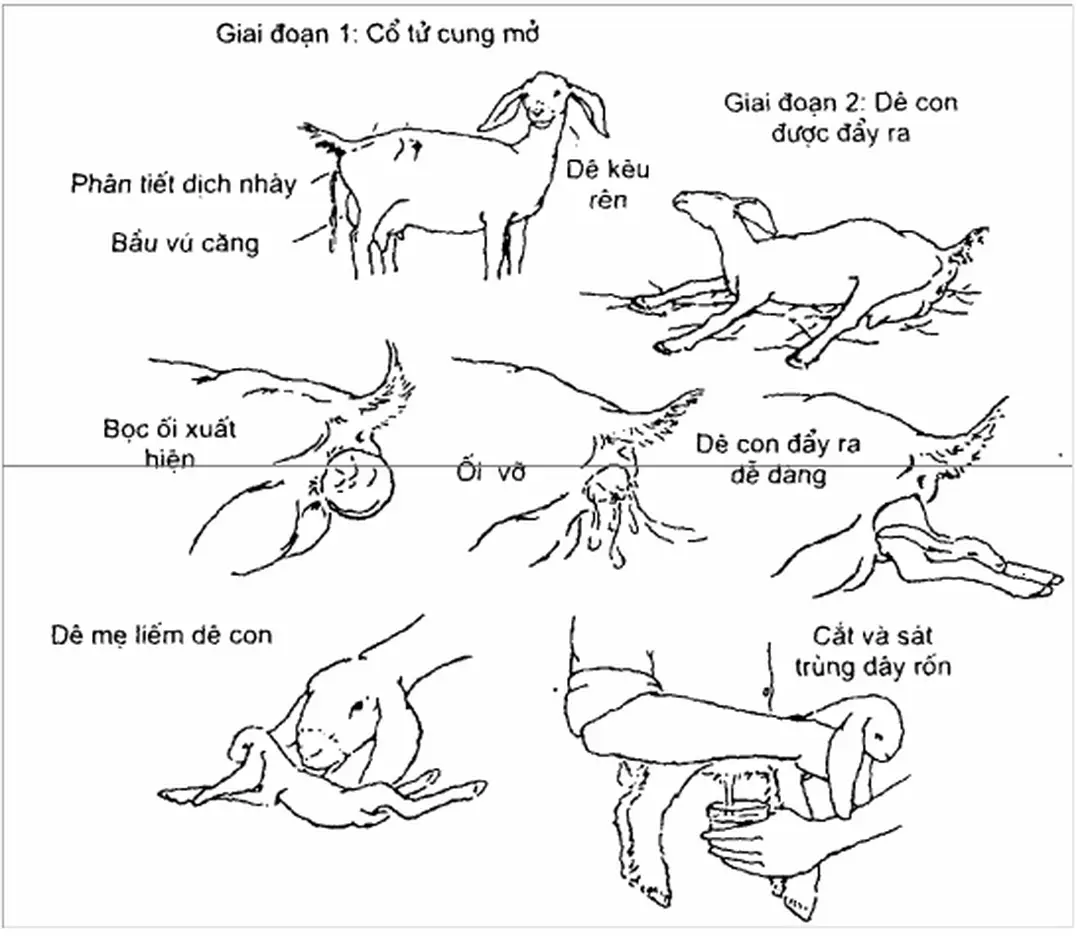 Hình 31. Quá trình đẻ của  dê 