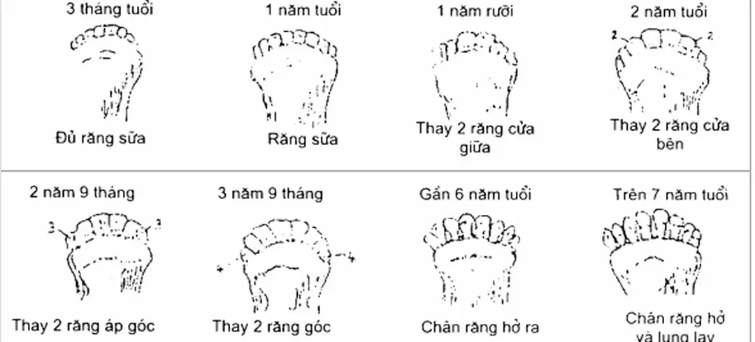 Hình 6. Xem răng xác định tuổi dê 