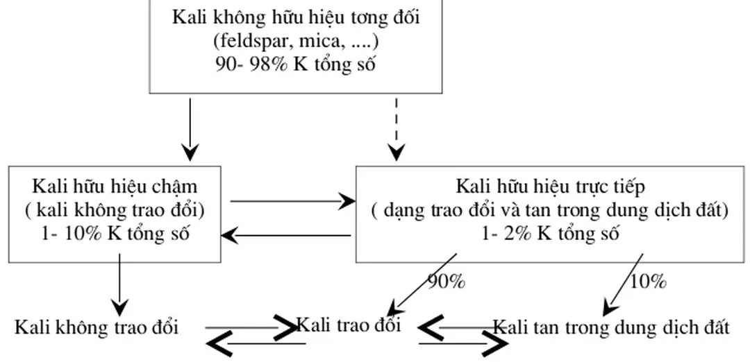 Hình 1.5: Tỉ lệ tơng đối các dạng tồn tại của kali