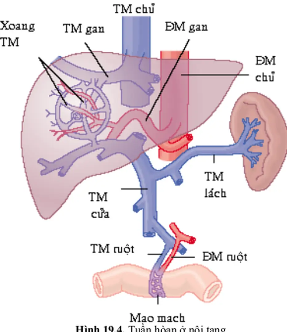 Hình 19.4. Tuần hòan ở nội tạng