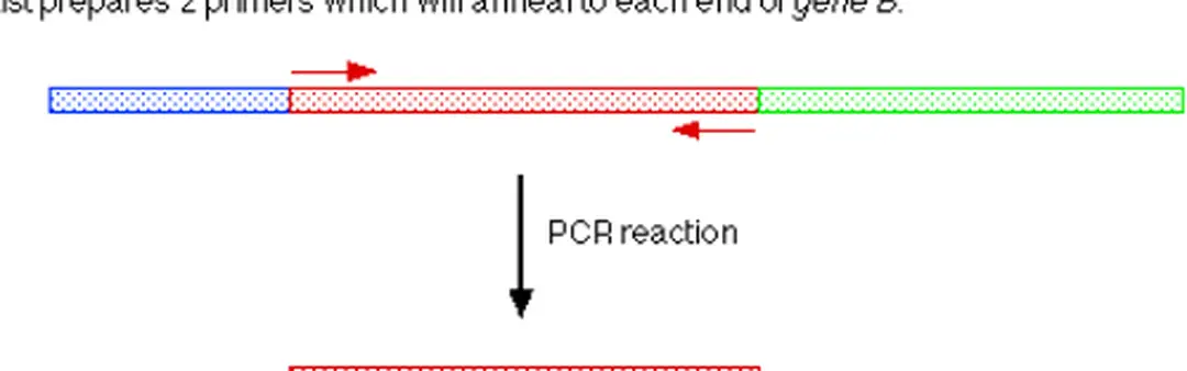 Hình sau  miêu tả một phản ứng RAPD. Một đoạn lớn ADN được sử dụng  để làm khuôn trong phản ứng PCR, phản ứng chứa nhiều bản sao của một đoạn  mồi đơn bất kỳ.