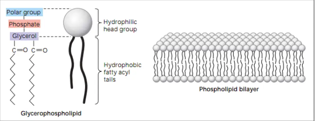 Hình 1.11: Các khối cấu trúc hóa học chính của stế bào 