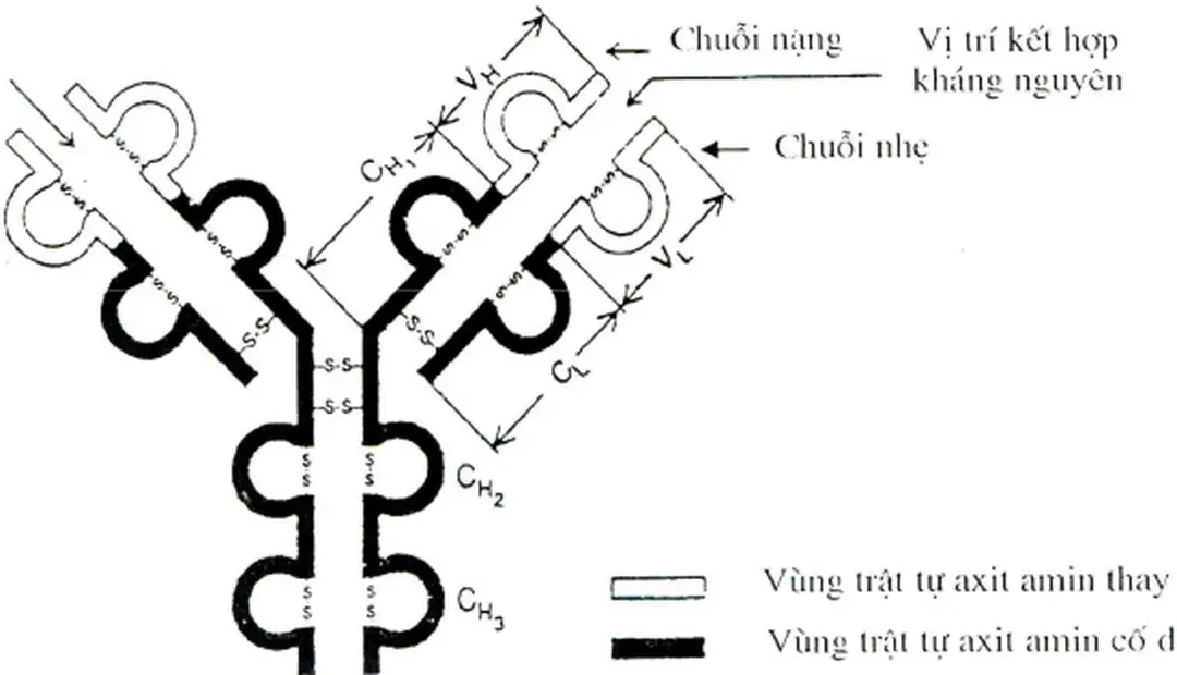 Hình 21.7: Cấu tạo của kháng thể 