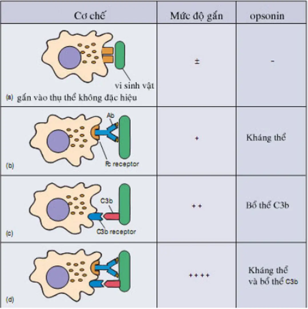 Hình 21.15: Cơ chế opsonin hóa của ĐTB với các chất opsonin là:  
