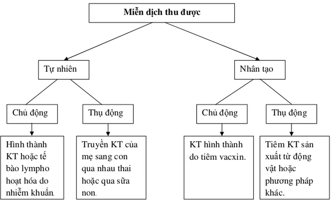 Hình 21.4: Các loại miễn dịch thu được 