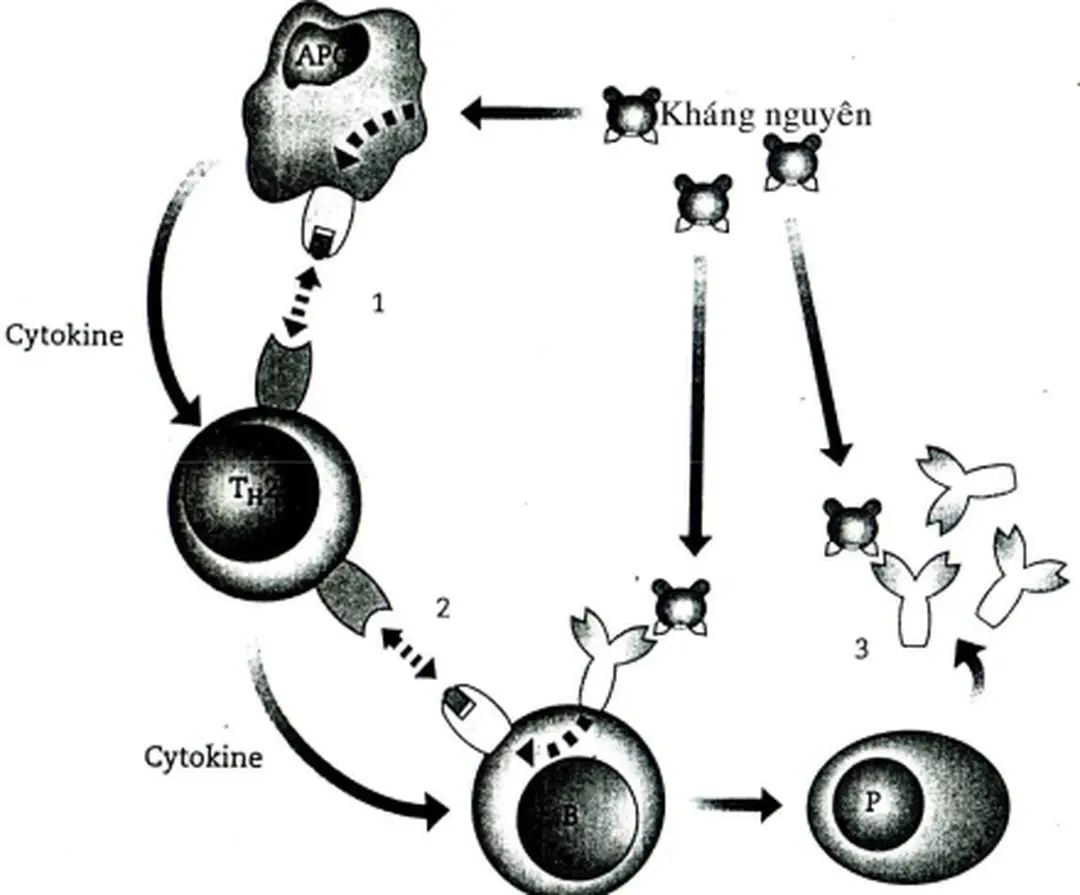 Hình 21.17: Sự hóa hóa tế bào B nhớ  (Theo R.Gordon, T.Ian ,2000)