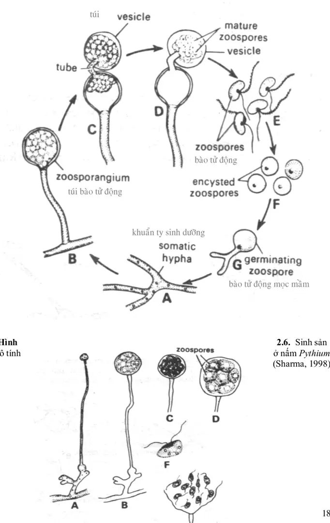 Hình  2.6.  Sinh sản 