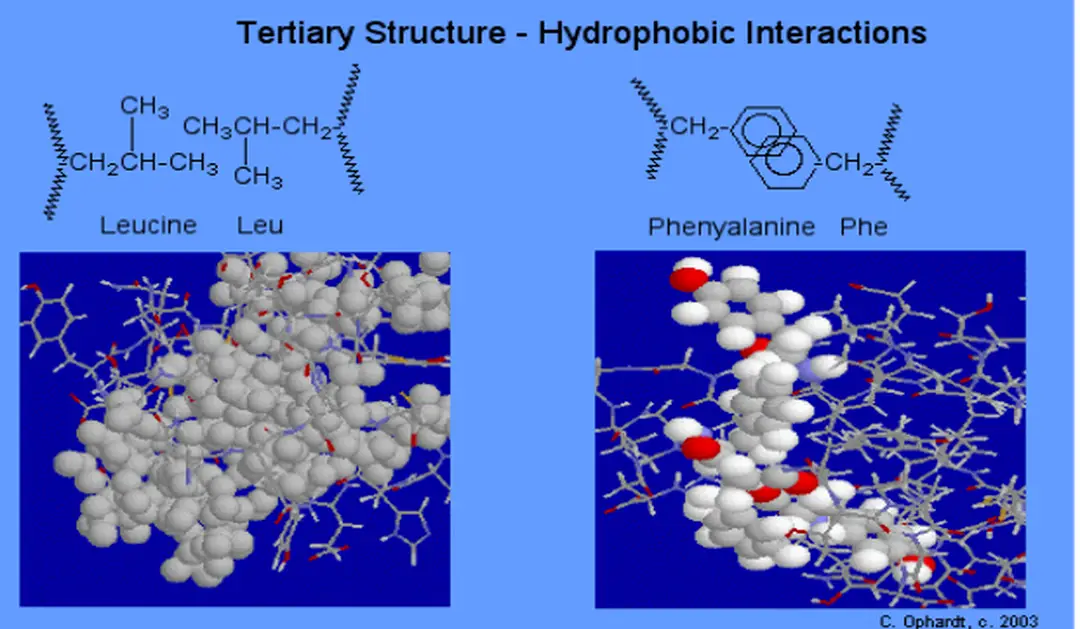 Hình 2.1. Tính kỵ nước của protein