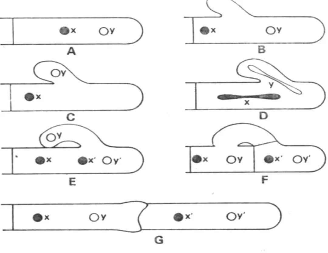 Hình 5.2. Quá trình thành lập một MẤU trong một khuẩn ty (Sharma, 1998) 