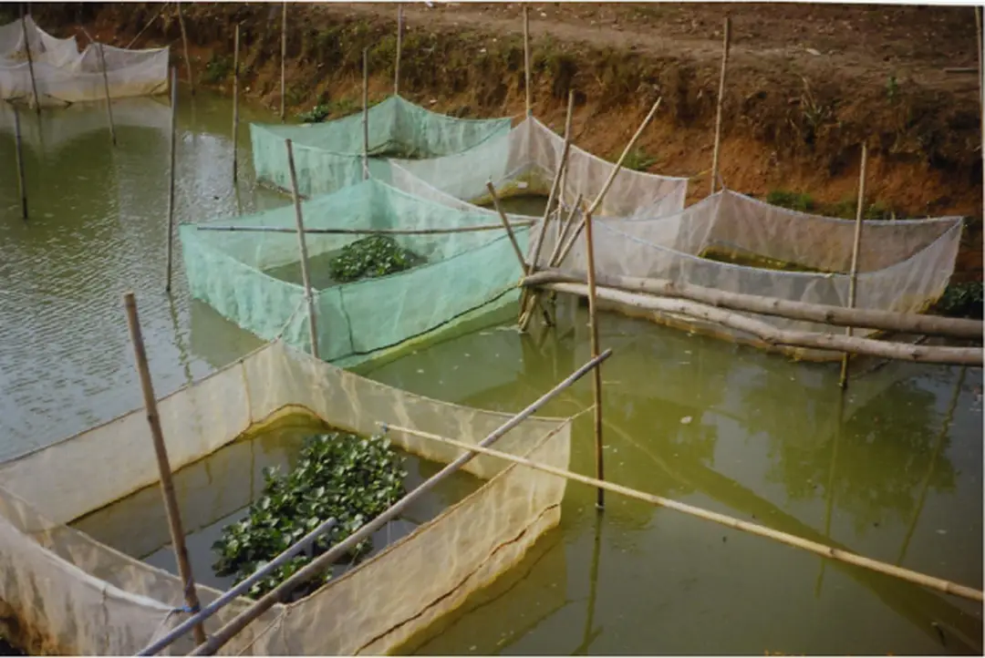 Hình 3.1  Hệ thống giai ương nuôi cá 