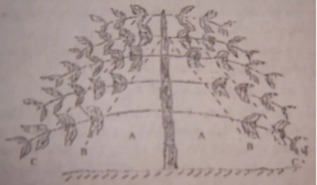 Hình 6. 2: Đoạn thân và cành cà phê 