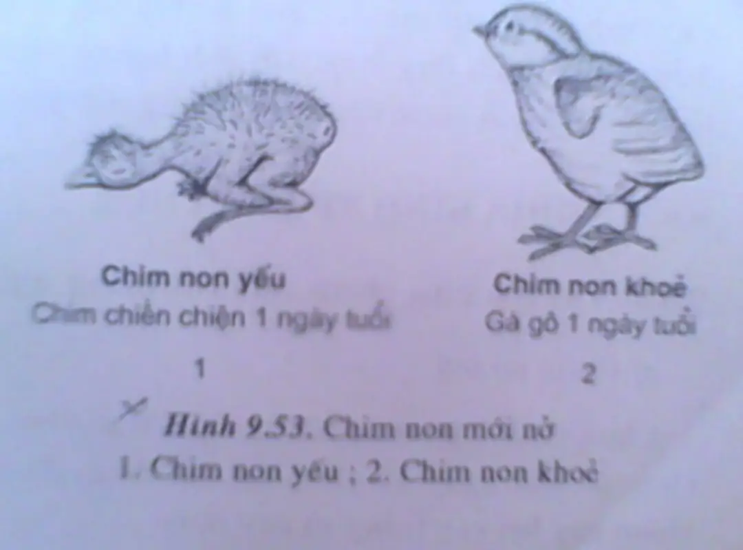 Hình thức làm tổ tập đoànvà đi kiếm ăn teo đàn ở các loài chim nh sáo, vẹt, diệc…