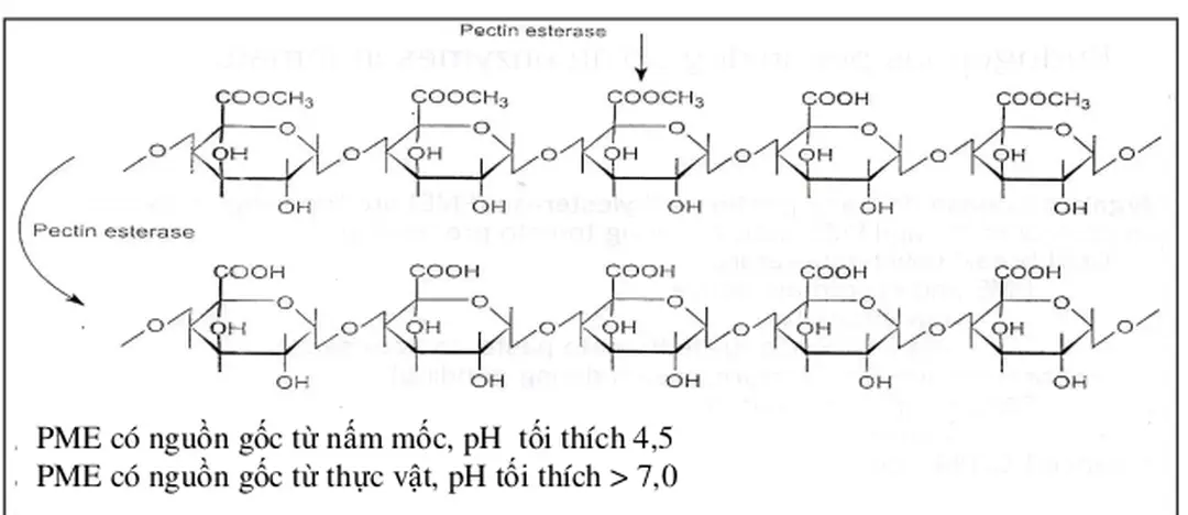Hình 2. Cơ chế phân cắt của pectinesterase 