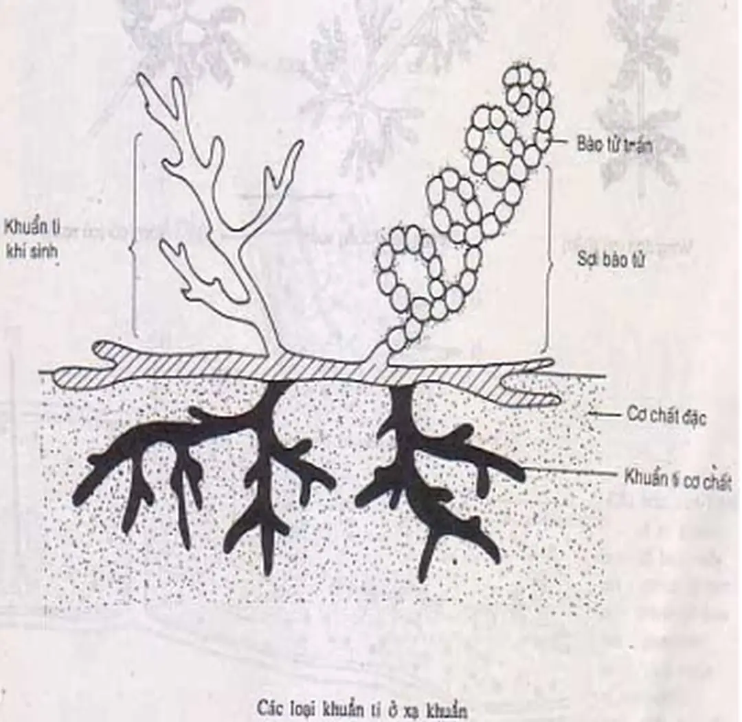 Hình 2.33. Các loại khuẩn ty ở xạ khuẩn 