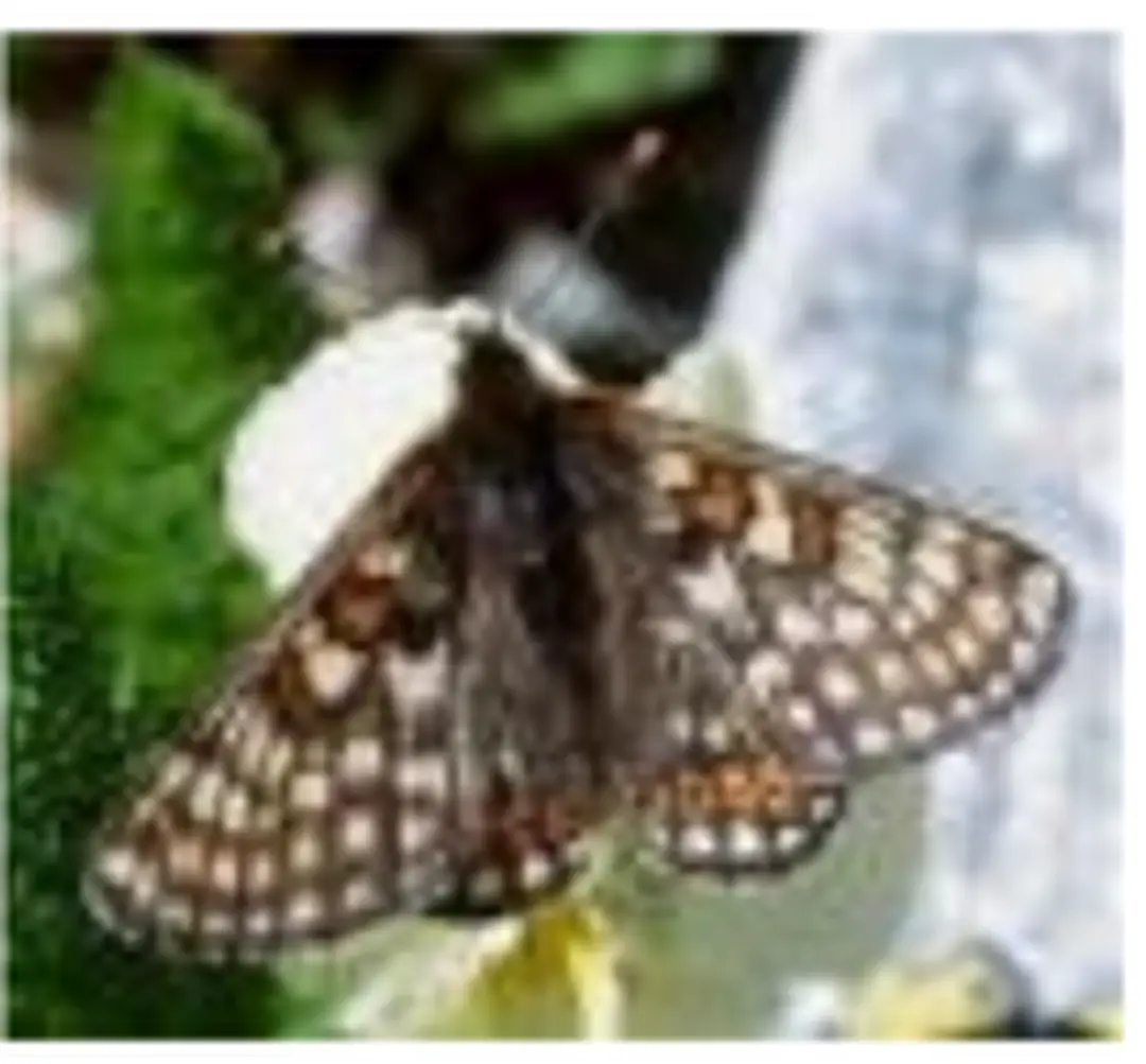 Hình 10 : Bướm Euphydryas