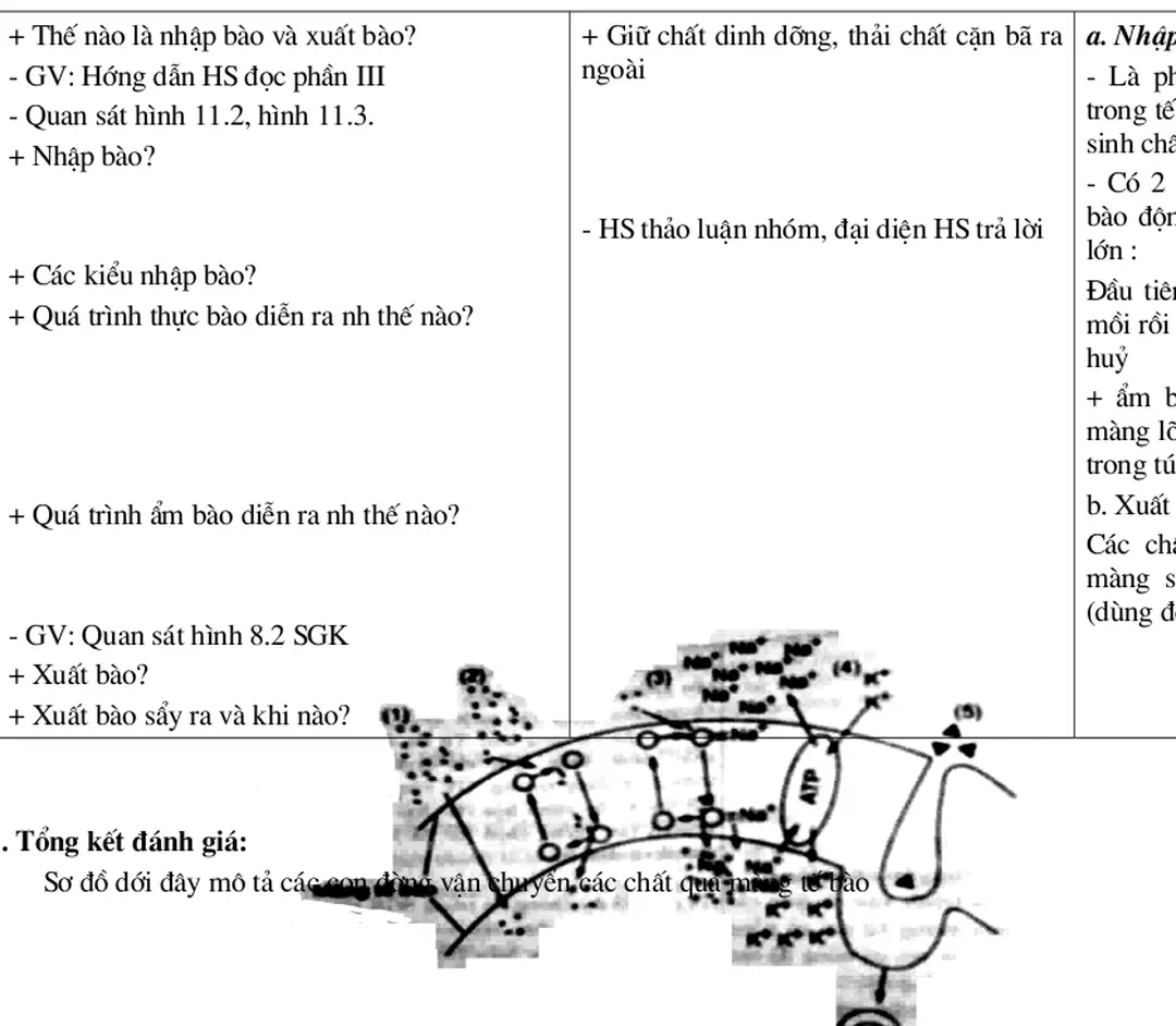 Sơ đồ dới đây mô tả các con đờng vận chuyển các chất qua màng tế bào