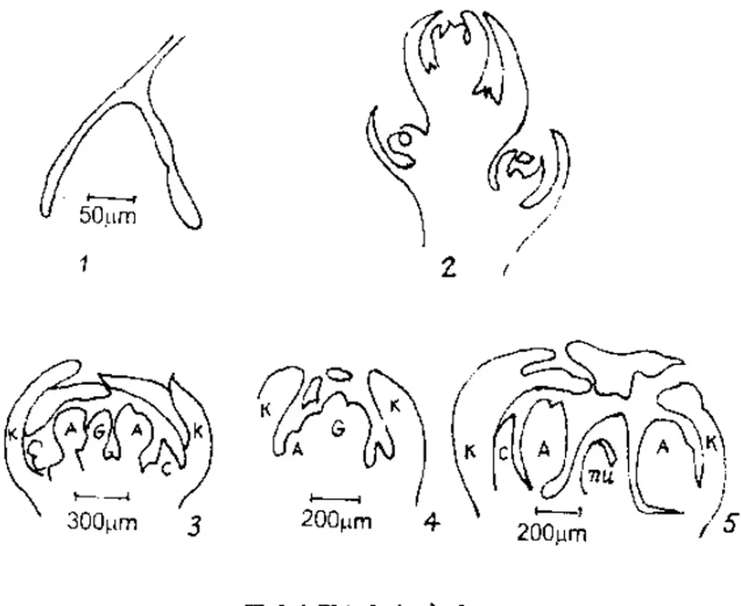 Hình 4: Phân hoá mầm hoa