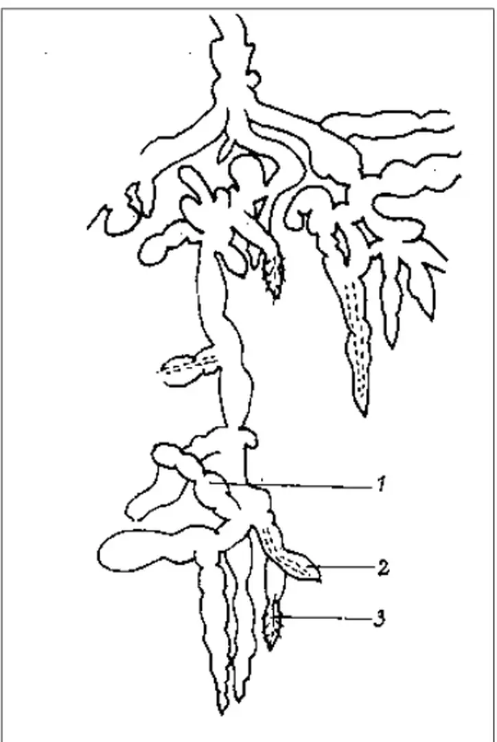 Hình 1: Rễ nấm ở nhãn 1- rÔ nÊm; 2 - trung trô; 3 - rÔ hót