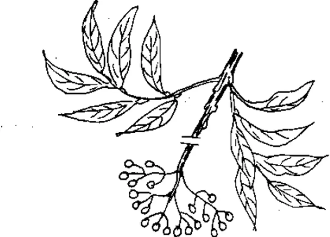 Hình 12.  Vị trí cắt chùm quả