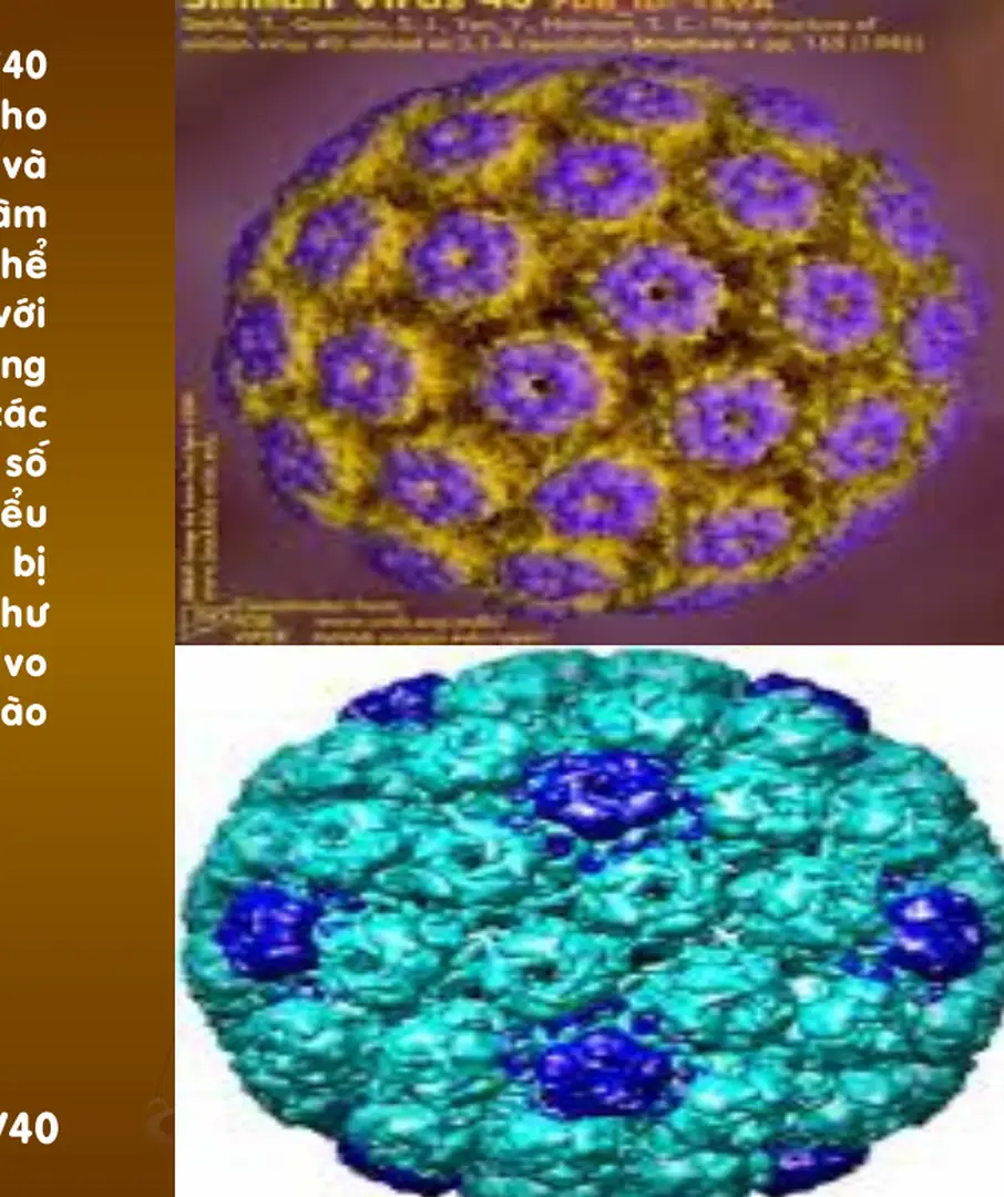 Hình ảnh virus SV40