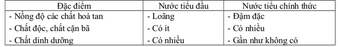 Bảng so sánh nước tiểu đầu và nước tiểu chính thức.