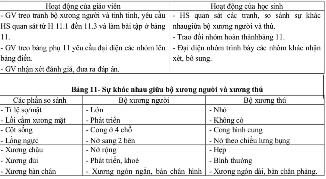 Bảng 11- Sự khác nhau giữa bộ xương người và xương thú