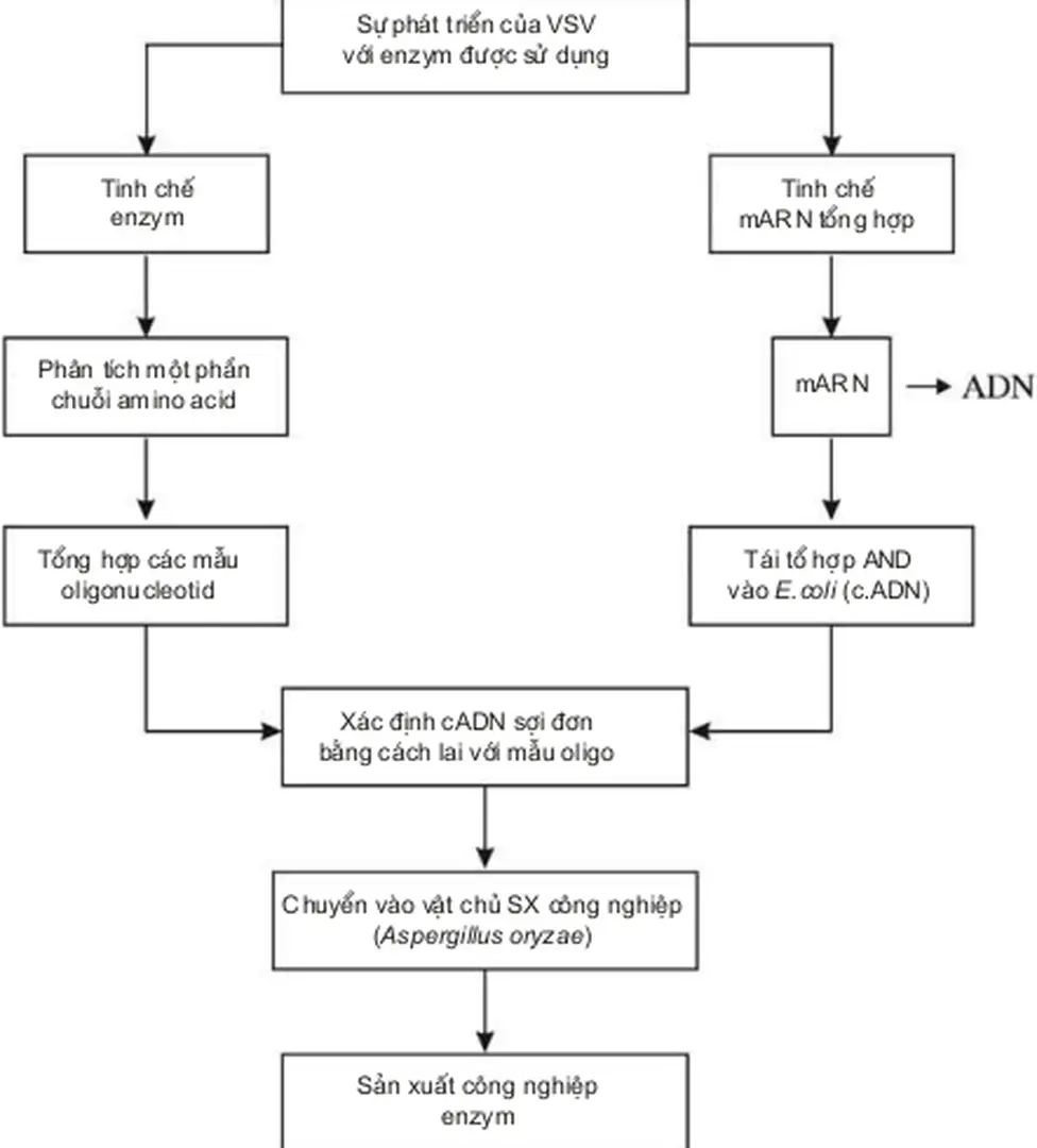 Hình 4.1. Nguyên tắc chuyển gen để tạo enzym 