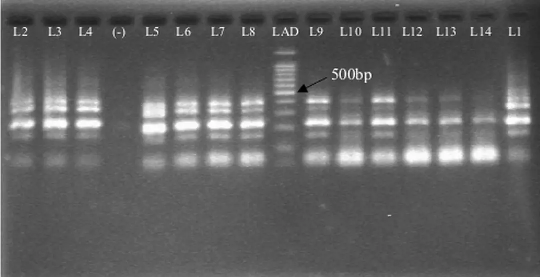 Hình 4.6: Giới hạn nồng độ DNA có thể phát hiện được của m-PCR  Bảng 4.1: Giới hạn nồng độ DNA có thể phát hiện được của m-PCR 