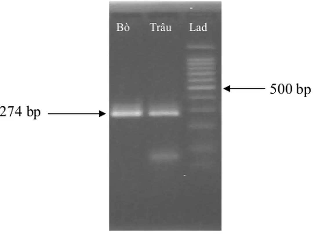 Hình 4.2: Sản phẩm PCR của thịt bò và trâu 