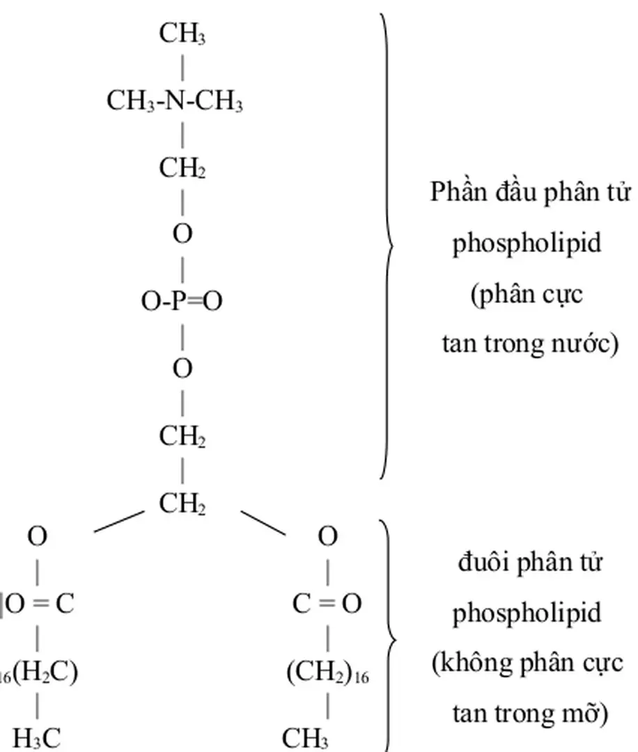 Hình 3-4: Cấu trúc của một loại phân tử phospholipit