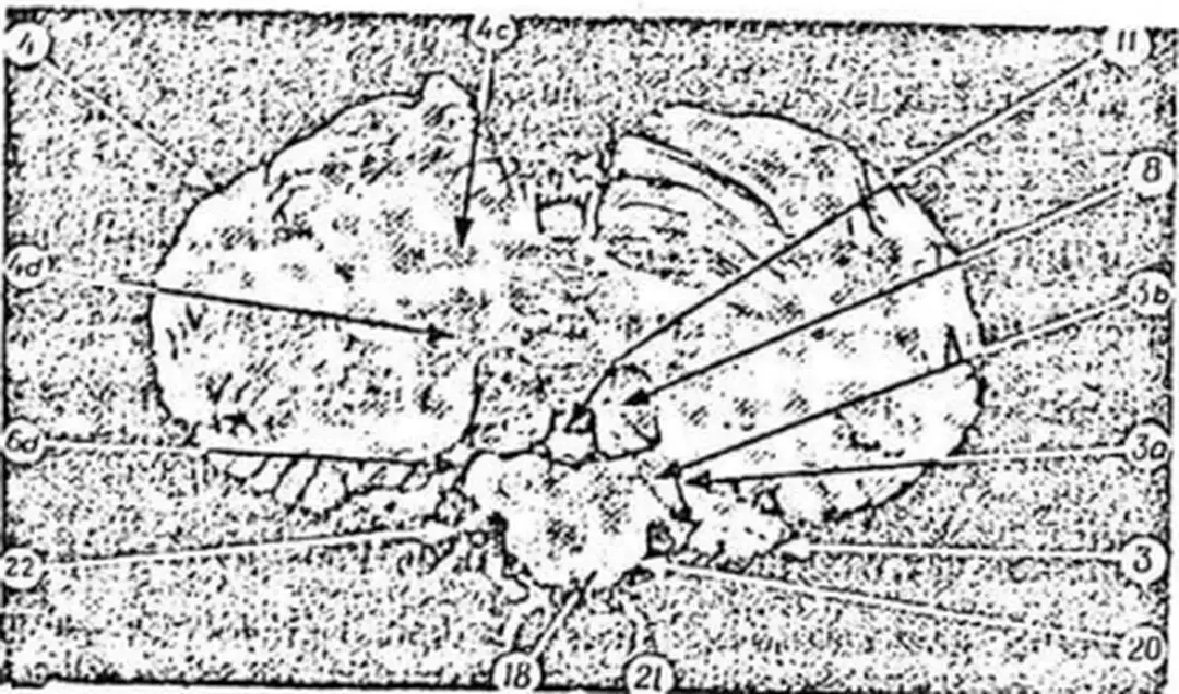 Hình  2.13.  Cắt  ngang  thân  não  và  tiểu  não  Từ  3  ~  11  chú  thích  như trong  hình  2.12