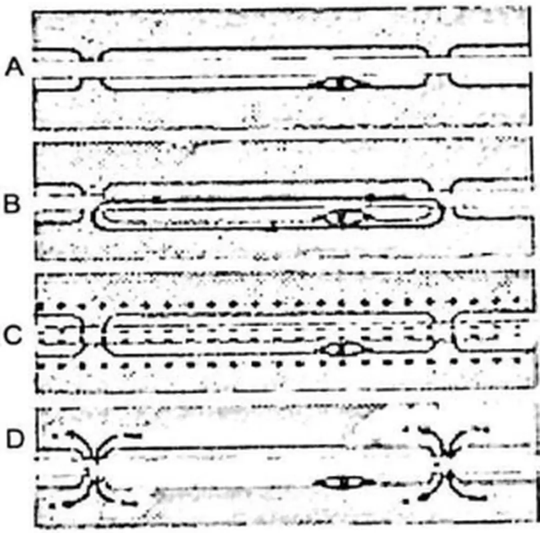 Hình  1.15.  Sơ  đồ  dẫn  truyền  hưng  phấn  trên  dây  thần  kinh  có  màng  mielin 