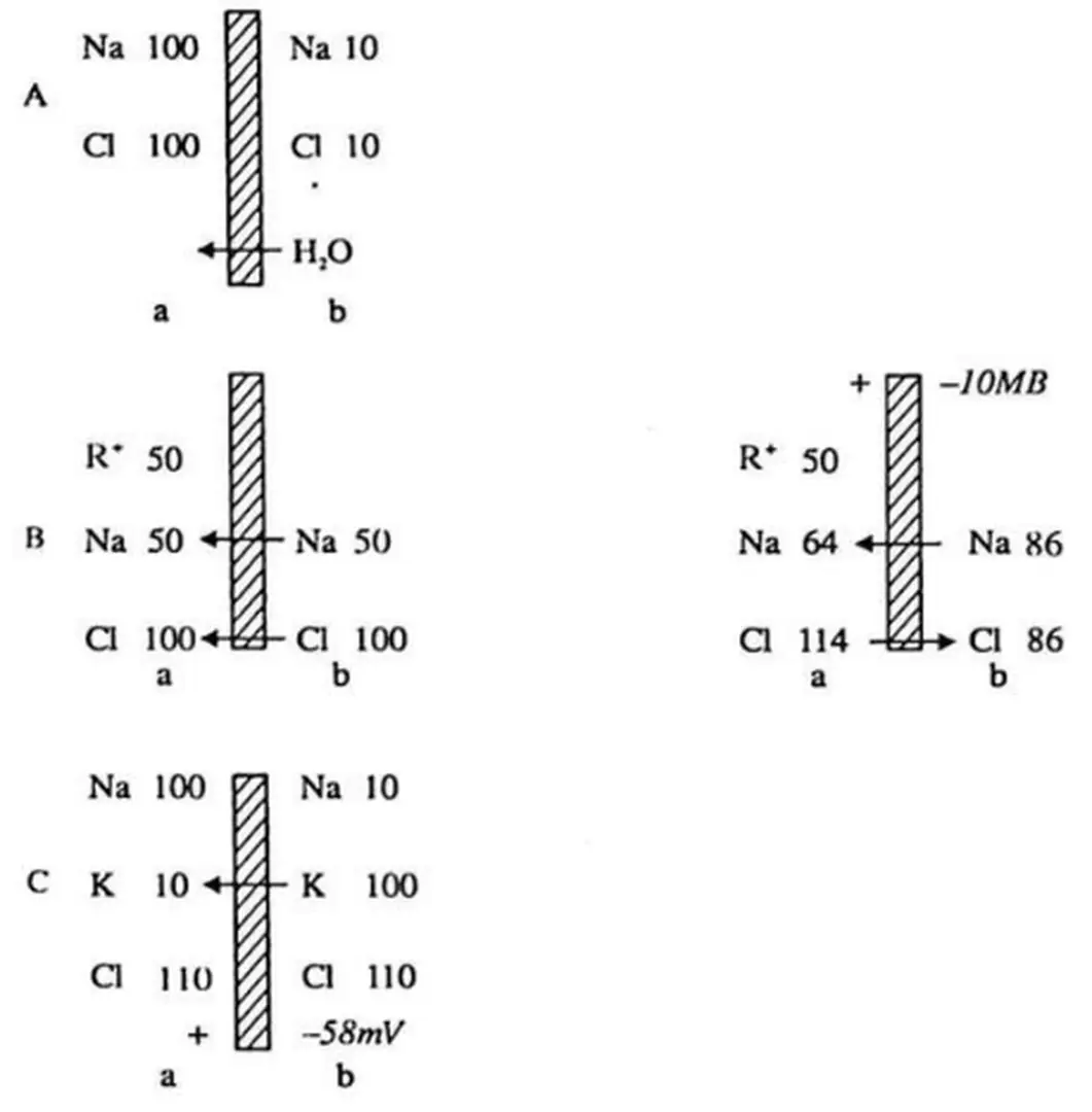 Hình  1.7.  Sơ  dồ  giải  thích  cơ  chế  tồn  tại  diện  thế  màng  (theo  Katx) 